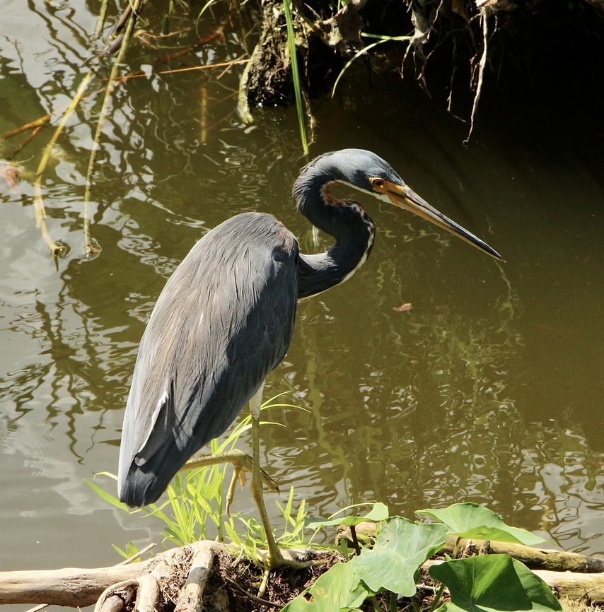 Egretta tricolor  Eamw birds,Egretta tricolor,Geotagged,Summer,Tricolored heron,United States