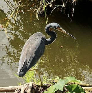 Egretta tricolor  Eamw birds,Egretta tricolor,Geotagged,Summer,Tricolored heron,United States