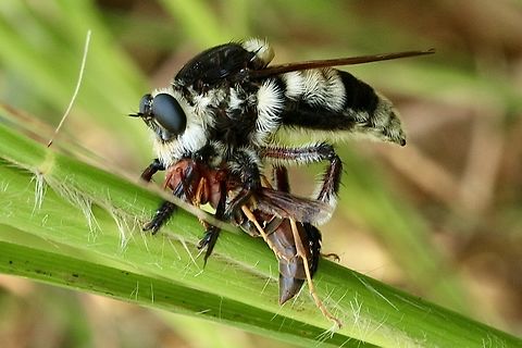 Florida bee killer - Mallophora bomboides  Eamw robber flies,Geotagged,Mallophora bomboides,Summer,United States