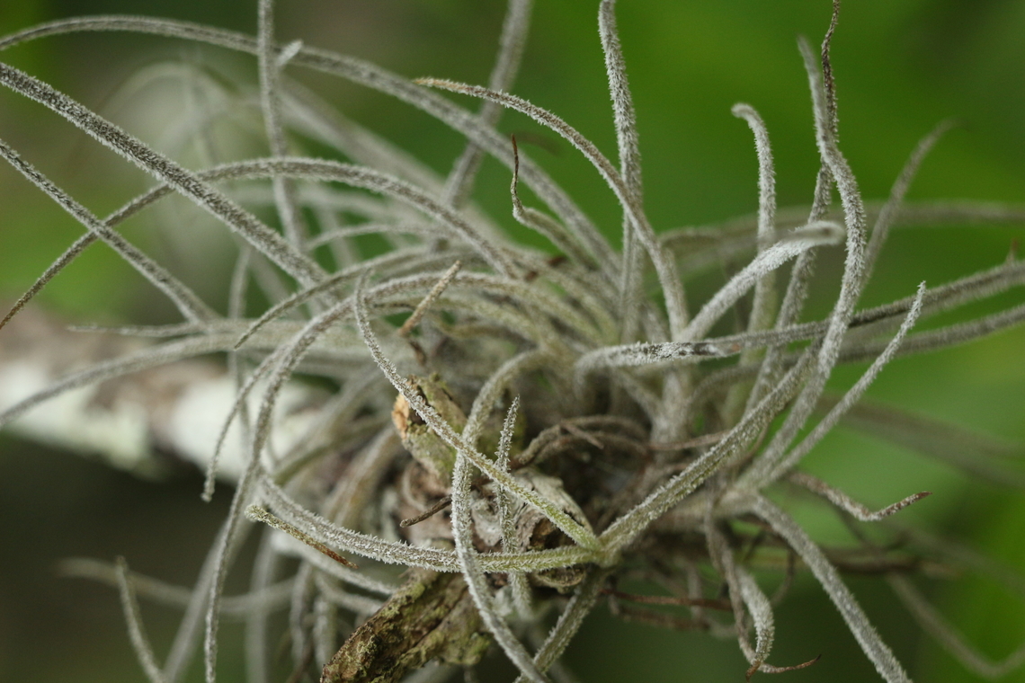 Ball moss - Tillandsia recurvata  Eamw flora,Geotagged,Summer,Tillandsia recurvata,Tillansia Recurvata,United States