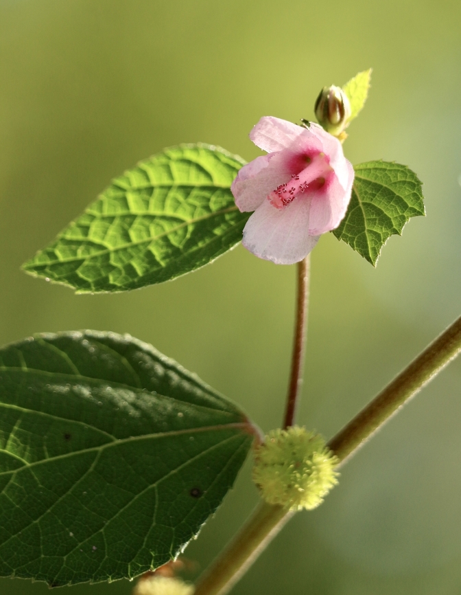Caesarweed - Urena lobata  Caesarweed,Eamw flora,Geotagged,Summer,United States,Urena lobata