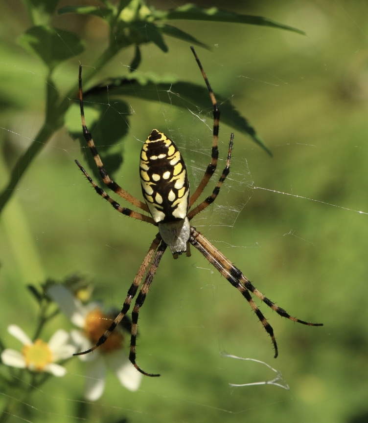 Yellow Garden Spider - Argiope aurantia  Argiope aurantia,Eamw spiders,Eamw spiders Orbweavers,Geotagged,Summer,United States,Yellow Garden Spider