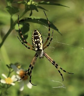 Yellow Garden Spider - Argiope aurantia  Argiope aurantia,Eamw spiders,Eamw spiders Orbweavers,Geotagged,Summer,United States,Yellow Garden Spider