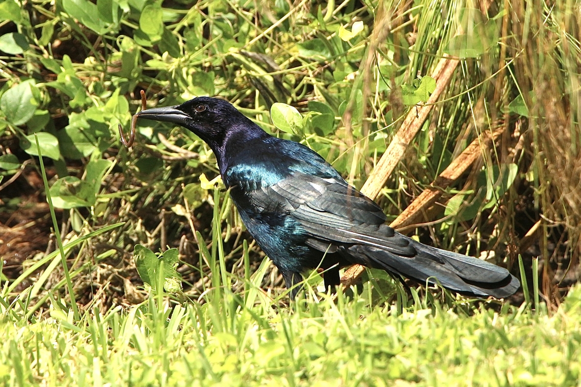 Boat - tailed Grackle - Quiscalus major The early bird alwise catches the worm. Male with a meal. Boat-tailed Grackle,Eamw birds,Geotagged,Quiscalus major,Summer,United States
