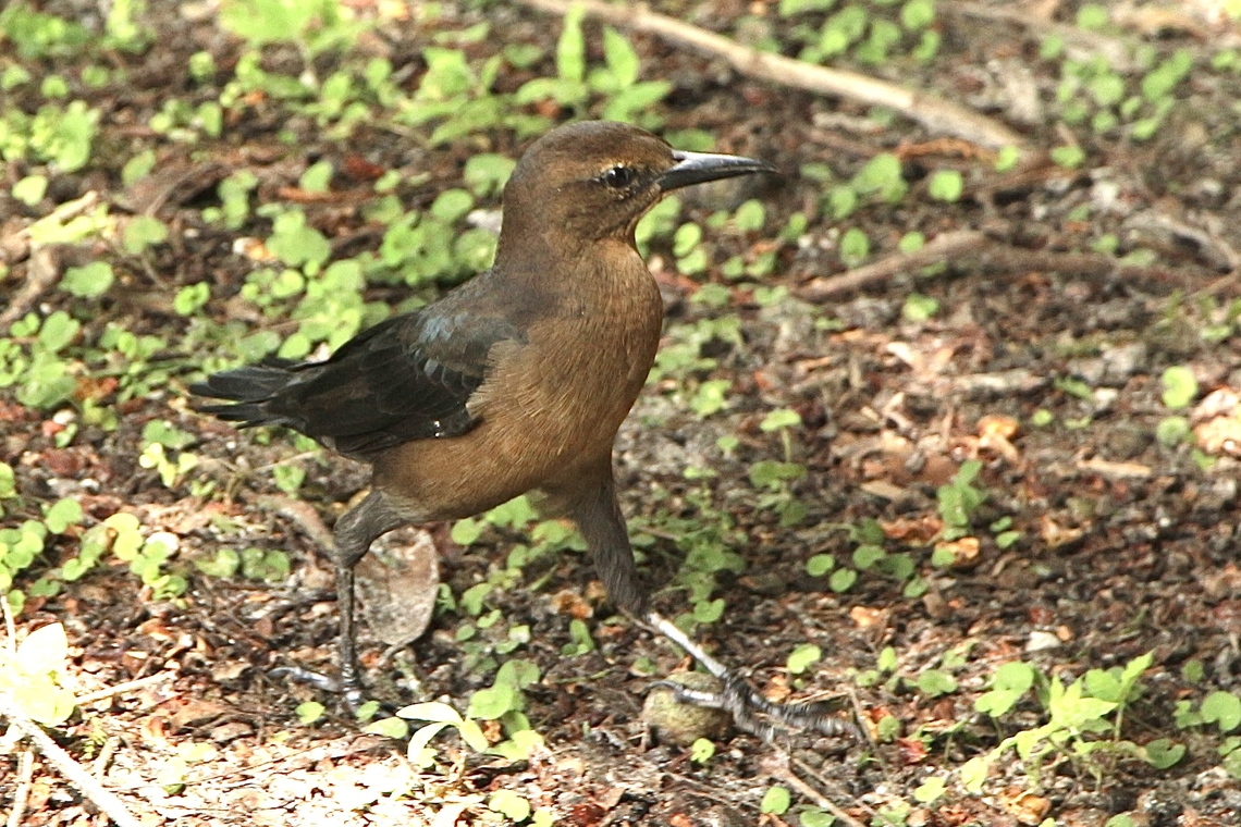 Boat - tailed Grackle - Quiscalus major The female of the species. Boat-tailed Grackle,Eamw birds,Geotagged,Quiscalus major,Summer,United States