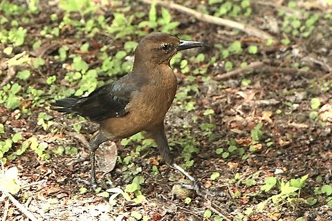 Boat - tailed Grackle - Quiscalus major The female of the species. Boat-tailed Grackle,Eamw birds,Geotagged,Quiscalus major,Summer,United States