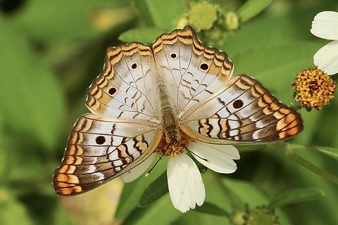 White Peacock - Anartia jatrophae  Anartia jatrophae,Eamw butterflies,Geotagged,Summer,United States,White Peacock