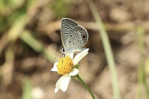 Ceraunus Blue - Hemiargus ceraunus  Eamw butterflies,Geotagged,Hemiargus ceraunus,Summer,United States