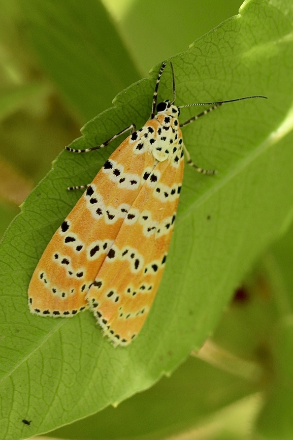 Bella moth -Utetheisa ornatrix  Bella moth,Eamw moth,Geotagged,Summer,United States,Utetheisa,Utetheisa ornatrix
