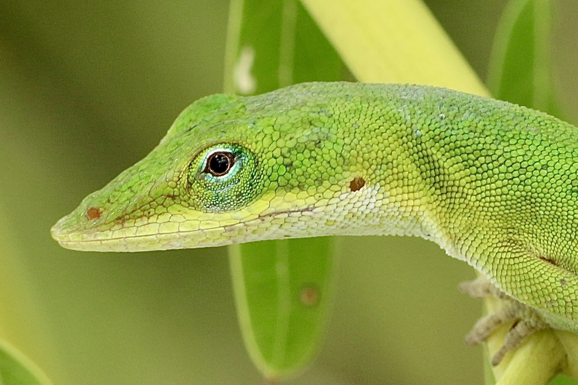 Carolina anole - Anolis carolinensis  Anolis carolinensis,Carolina anole,Eamw reptiles,Geotagged,Summer,United States