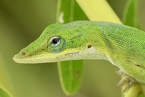 Carolina anole - Anolis carolinensis  Anolis carolinensis,Carolina anole,Eamw reptiles,Geotagged,Summer,United States