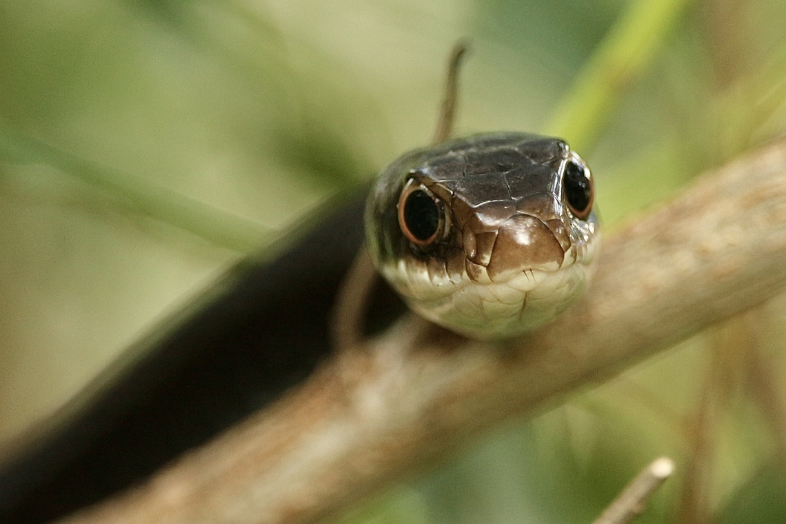 Black racer - Coluber constrictor Close to 1.5 m long ,resting in lower branches of tree . Beautiful snake. Coluber constrictor,Eamw reptiles,Geotagged,Summer,United States