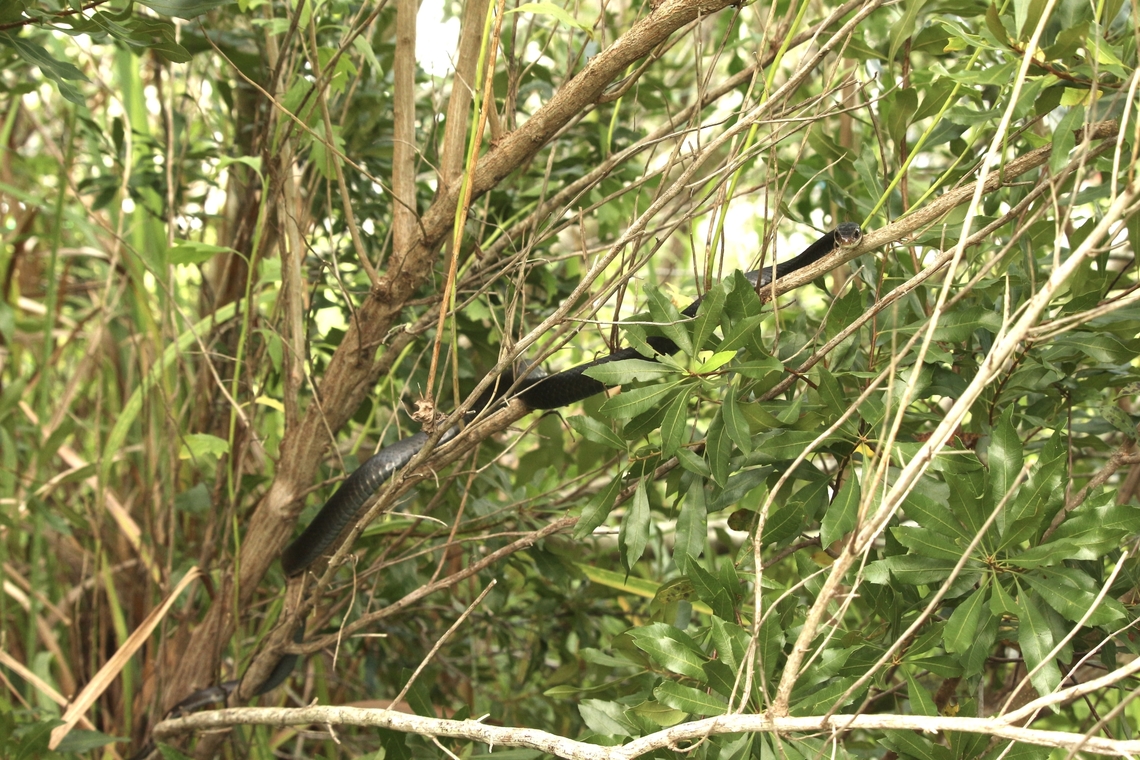 Black racer - Coluber constrictor  Coluber constrictor,Eamw reptiles,Geotagged,Summer,United States