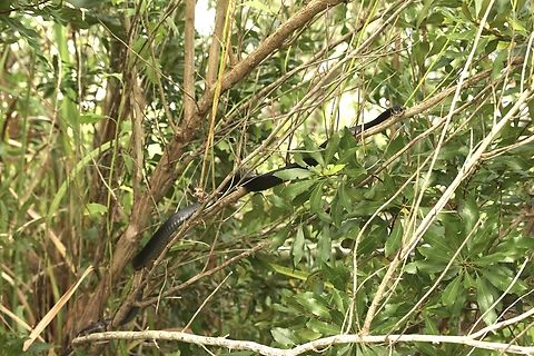 Black racer - Coluber constrictor Coluber constrictor,Eamw reptiles,Geotagged,Summer,United States