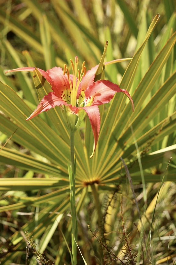 Pine lily - Lilium catesbaei  Eamw flora,Geotagged,Lilium catesbaei,Summer,United States