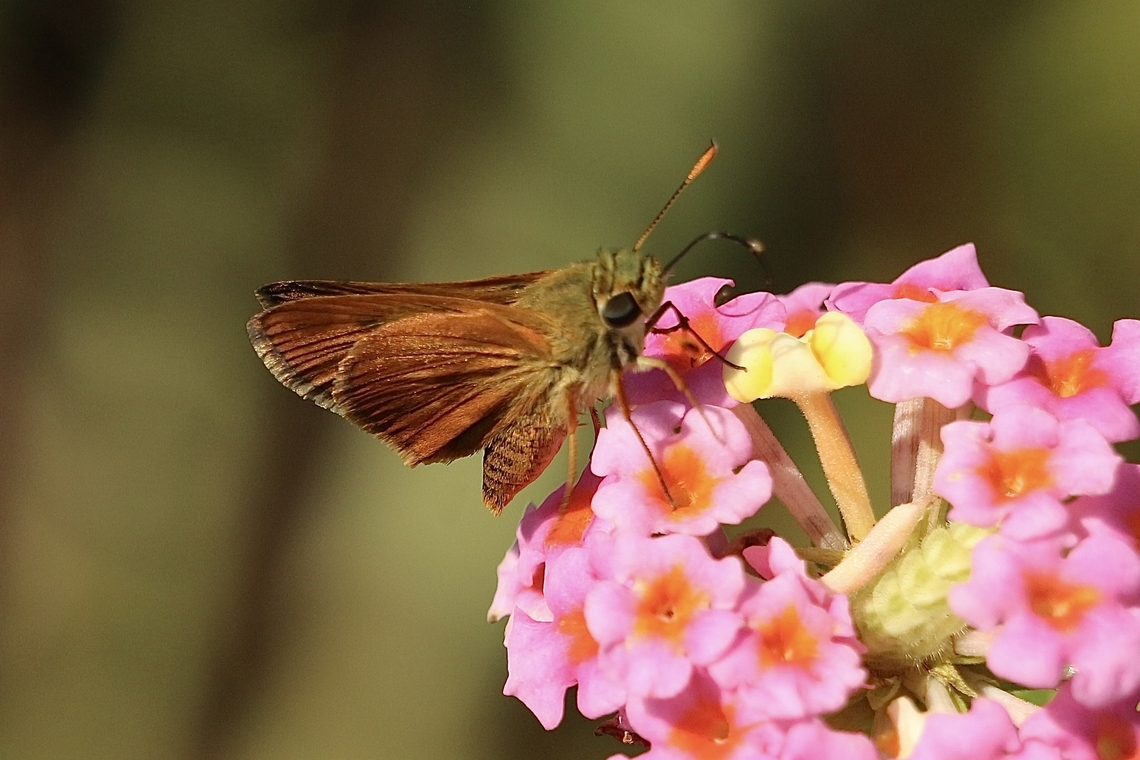 Southern Brocken Dash - Polites otho  Eamw butterflies,Geotagged,Polites otho,Southern Broken-Dash,Summer,United States,eamw skippers