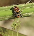 Regal Jumping Spider - Phidippus regius Looks like it got itself a katydid for lunch. Eamw spiders,Geotagged,Phidippus regius,Regal Jumping Spider,Summer,United States