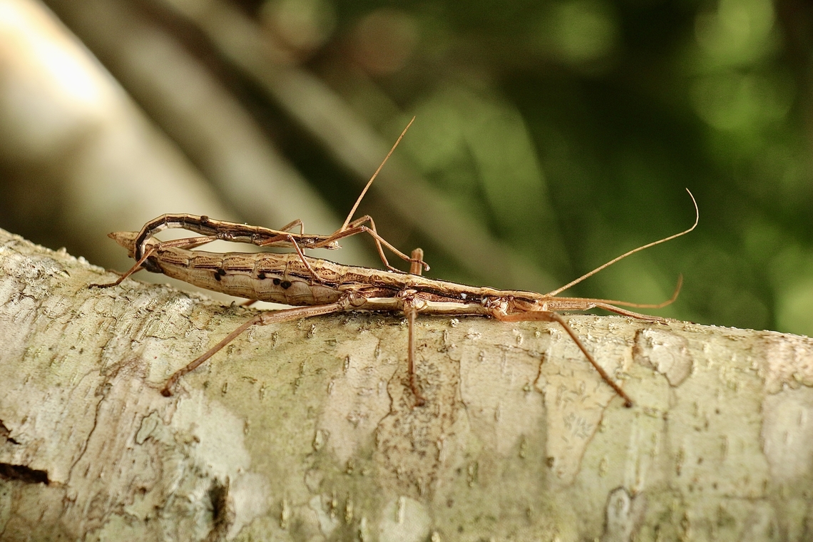 Anisomorpha buprestoides Male and female mating. Female approximately 12 cm and male around 5 cm Anisomorpha buprestoides,Eamw stick insects,Geotagged,Summer,United States