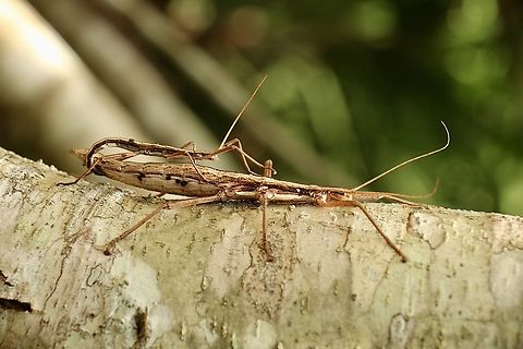Anisomorpha buprestoides Male and female mating. Female approximately 12 cm and male around 5 cm Anisomorpha buprestoides,Eamw stick insects,Geotagged,Summer,United States