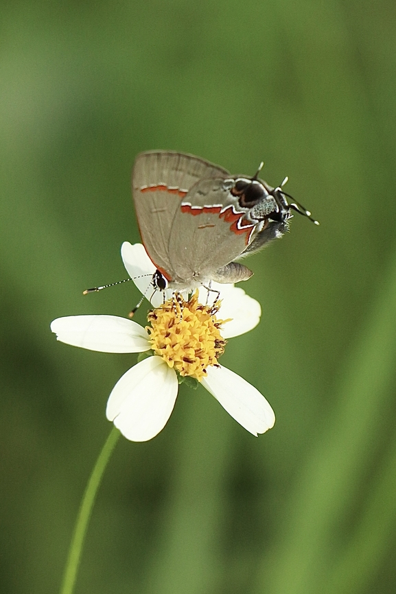 Red-banded hairstreak - Calycopis cecrops  Calycopis cecrops,Eamw butterflies,Geotagged,Red-banded hairstreak,Summer,United States