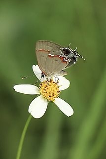 Red-banded hairstreak - Calycopis cecrops  Calycopis cecrops,Eamw butterflies,Geotagged,Red-banded hairstreak,Summer,United States