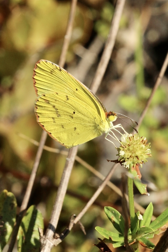 Pyrisitia lisa  Eamw butterflies,Eurema lisa,Geotagged,Summer,United States