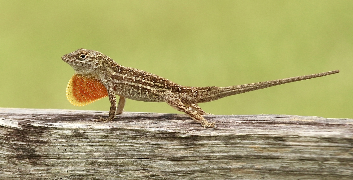 Brown anole - Anolis sagrei  Anolis sagrei,Brown anole,Eamw reptiles,Geotagged,Summer,United States