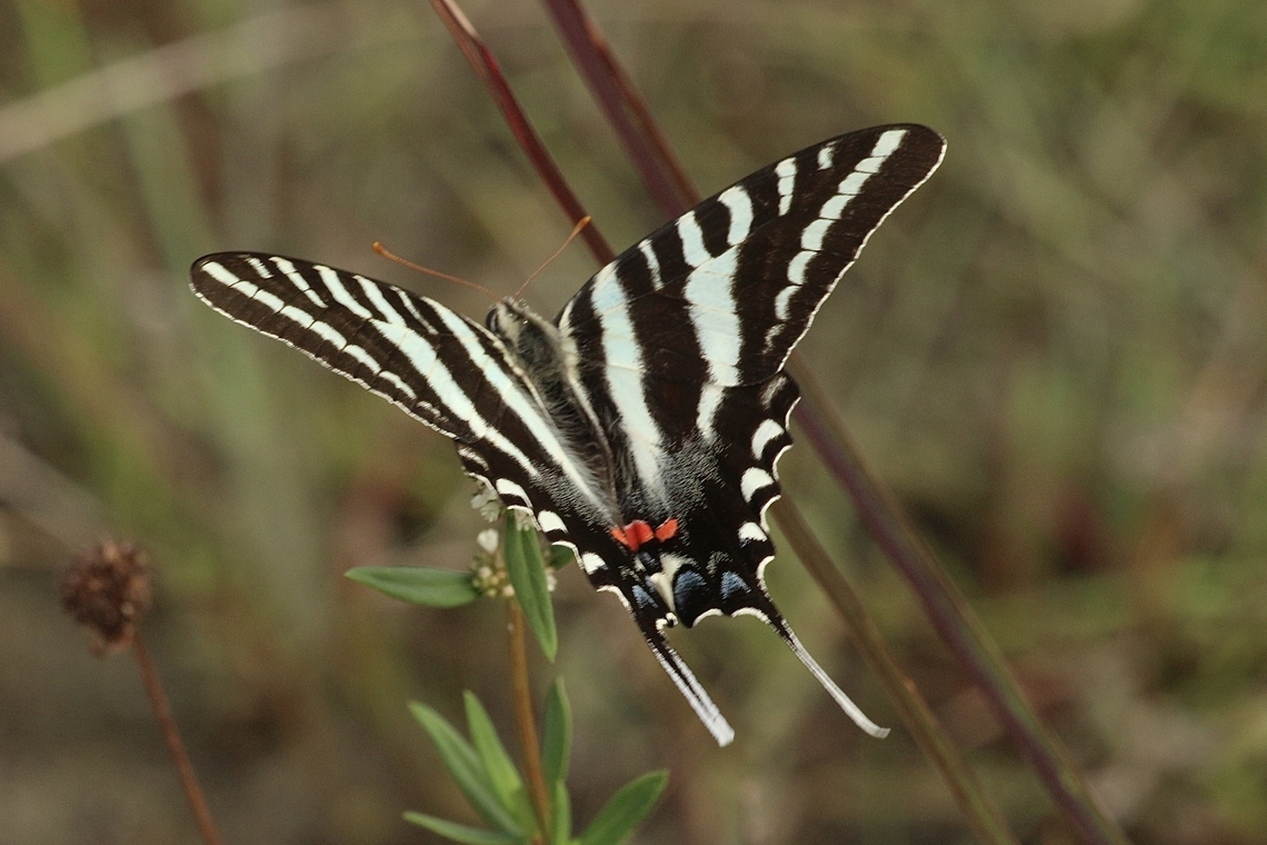 Zebra swallowtail - Eurytides marcellus  Eamw butterflies,Geotagged,Protographium marcellus,Summer,United States,Zebra swallowtail