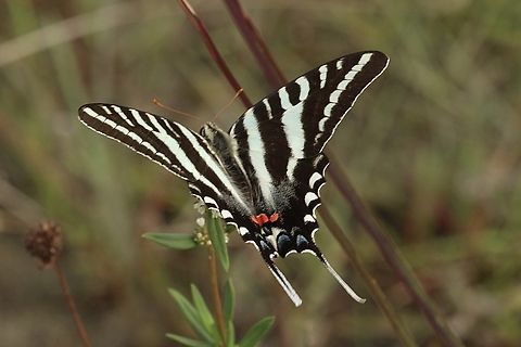 Zebra swallowtail - Eurytides marcellus  Eamw butterflies,Geotagged,Protographium marcellus,Summer,United States,Zebra swallowtail