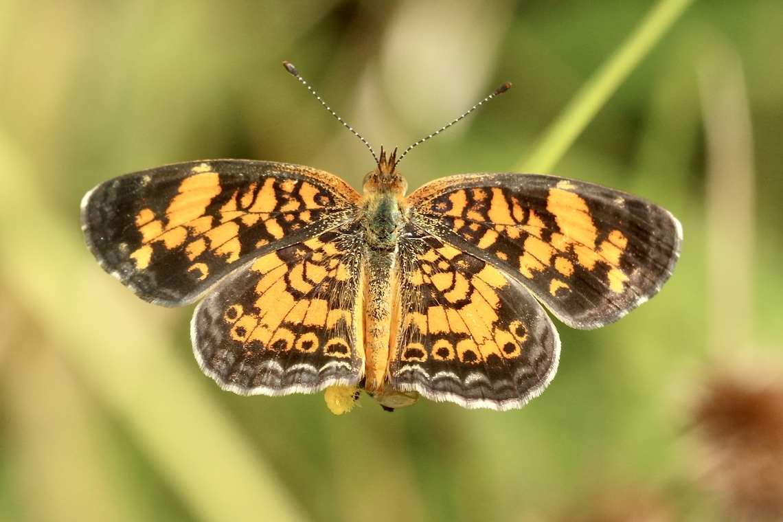 Pearl Crescent - Phyciodes tharos  Eamw butterflies,Geotagged,Pearl Crescent,Phyciodes tharos,Summer,United States
