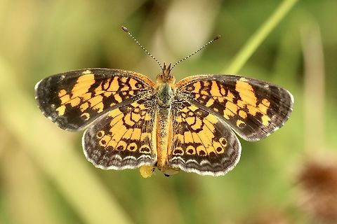 Pearl Crescent - Phyciodes tharos  Eamw butterflies,Geotagged,Pearl Crescent,Phyciodes tharos,Summer,United States