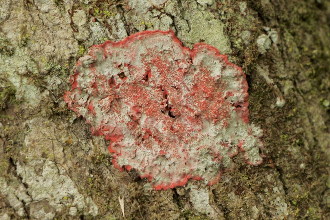 Christmas lichen  Christmas Lichen,Eamw lichen,Geotagged,Herpothallon rubrocinctum,Summer,United States