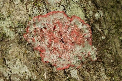 Christmas lichen  Christmas Lichen,Eamw lichen,Geotagged,Herpothallon rubrocinctum,Summer,United States