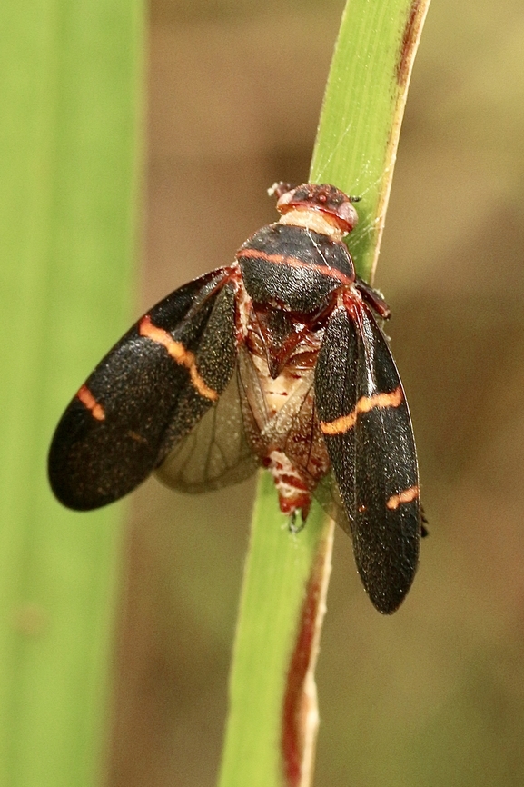 Prosapia bicincta  Eamw spittlebugs,Florida,Geotagged,Prosapia bicincta,Summer,United States