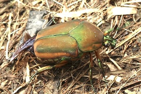 Common Green June Beetle - Cotinis nitida It obviously didn&rsquo;t check it&rsquo;s calendar. Common Green June Beetle,Cotinis nitida,Eamw beetles,Geotagged,Summer,United States