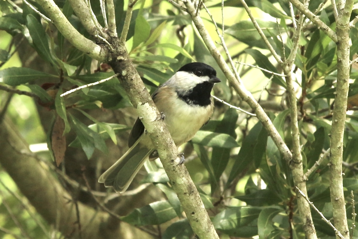 Carolina Chickadee - Poecile carolinensis  Carolina Chickadee,Eamw birds,Geotagged,Poecile carolinensis,Summer,United States