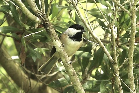 Carolina Chickadee - Poecile carolinensis  Carolina Chickadee,Eamw birds,Geotagged,Poecile carolinensis,Summer,United States