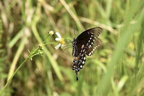 Spice bush Swallowtail - Papilio troilus  Eamw butterflies,Geotagged,Papilio troilus,Spicebush Swallowtail,Summer,United States