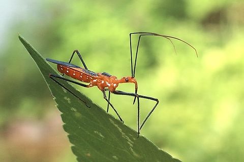 Milkweed Assassin Bug - Zelus longipes  Eamw assassin bugs,Geotagged,Milkweed Assassin Bug,Summer,United States,Zelus longipes