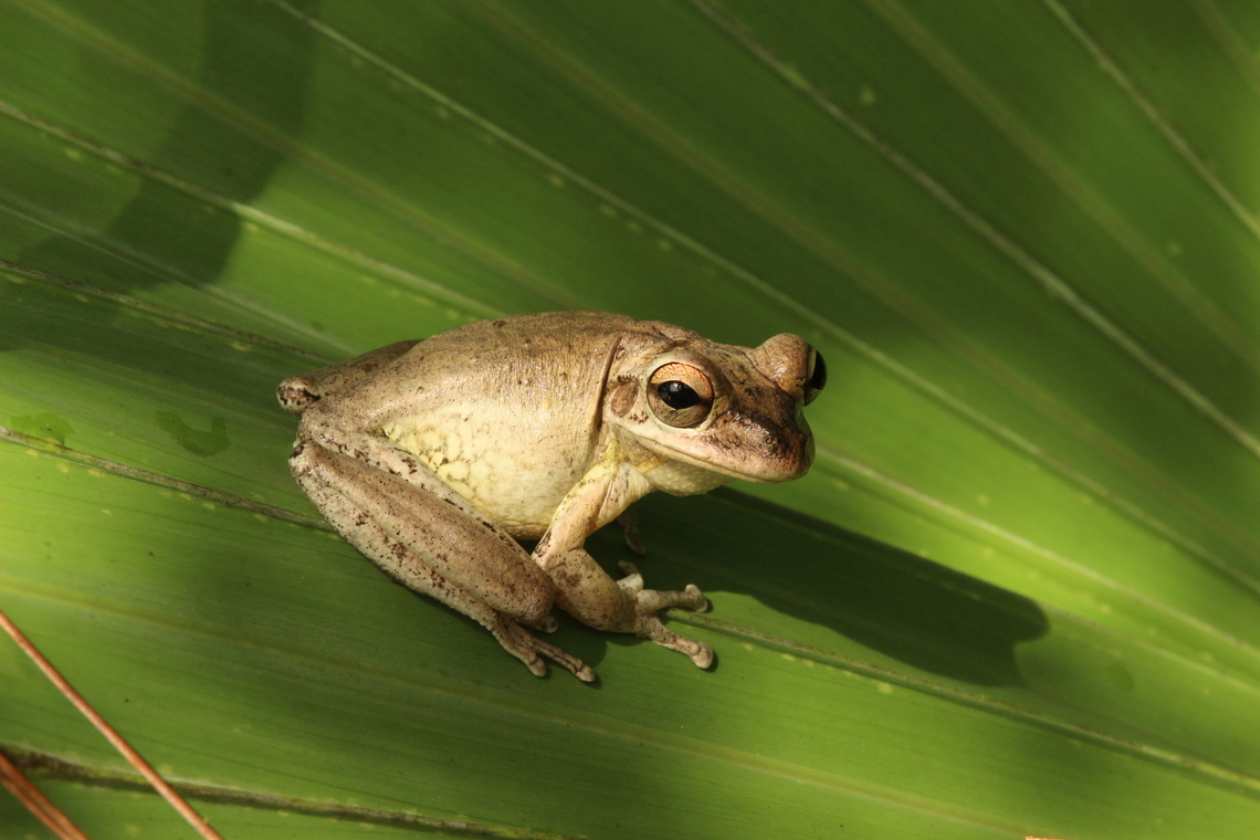 Cuban tree frog - Osteopilus septentrionalis  Cuban tree frog,Eamw frogs,Geotagged,Osteopilus septentrionalis,Summer,United States