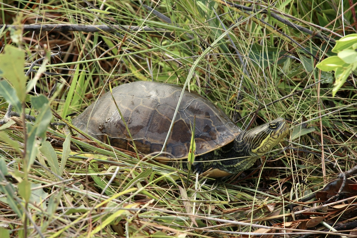 Chicken turtle - Deirochelys reticularia  Chicken turtle,Deirochelys reticularia,Eamw turtles,Geotagged,Summer,United States