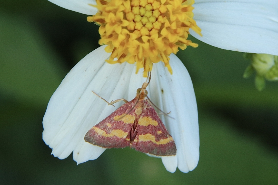 Coffee-loving Pyrausta Moth - Pyrausta tyralis  Coffee-loving Pyrausta Moth,Eamw moth,Geotagged,Pyrausta,Pyrausta tyralis,Summer,United States