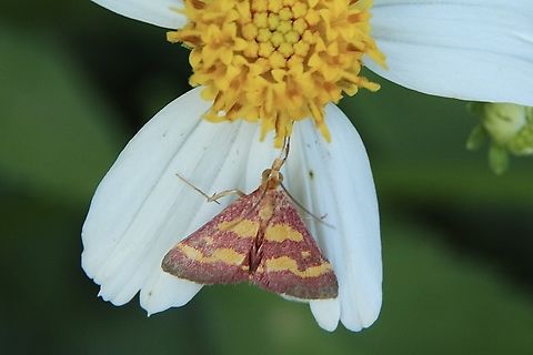Coffee-loving Pyrausta Moth - Pyrausta tyralis  Coffee-loving Pyrausta Moth,Eamw moth,Geotagged,Pyrausta,Pyrausta tyralis,Summer,United States