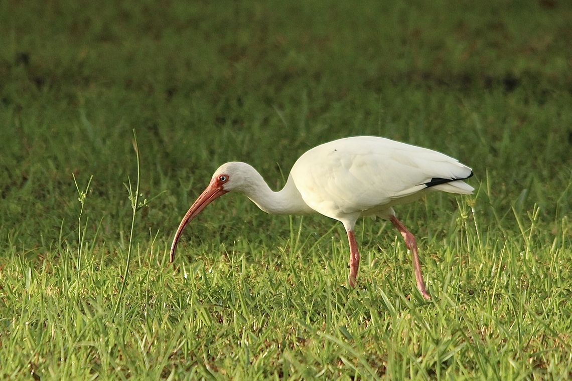 American White Ibis - Eudocimus albus  American White Ibis,Eamw birds,Eudocimus albus,Geotagged,Summer,United States