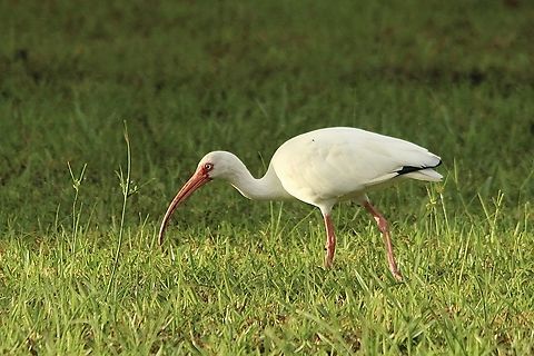 American White Ibis - Eudocimus albus  American White Ibis,Eamw birds,Eudocimus albus,Geotagged,Summer,United States
