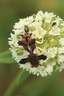 Jagged Ambush Bug - Genus Phymata Approximately 6 mm long. Eamw assassin bugs,Geotagged,Summer,United States