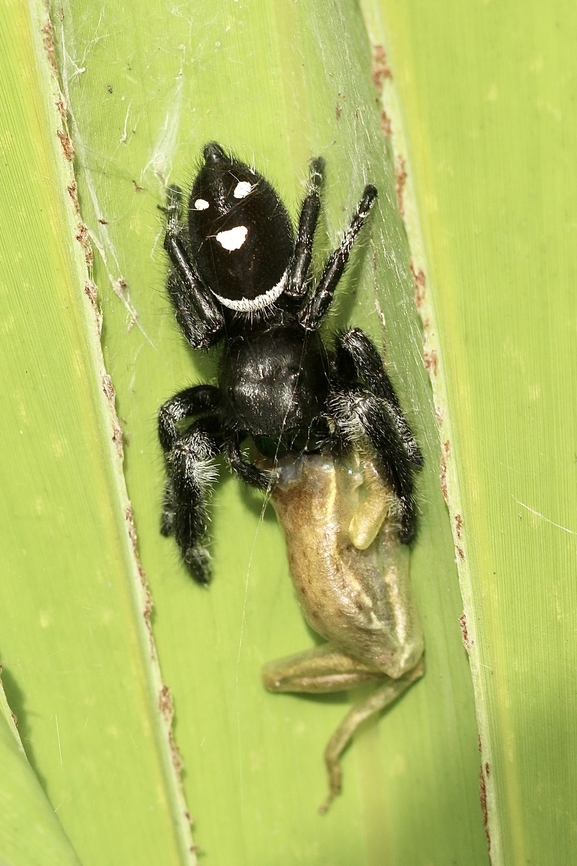 Regal Jumping Spider - Phidippus regius Feeding on a small tree frog. Eamw spiders,Geotagged,Phidippus regius,Regal Jumping Spider,Summer,United States