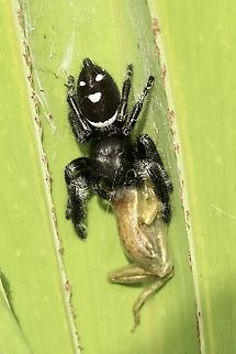 Regal Jumping Spider - Phidippus regius Feeding on a small tree frog. Eamw spiders,Geotagged,Phidippus regius,Regal Jumping Spider,Summer,United States