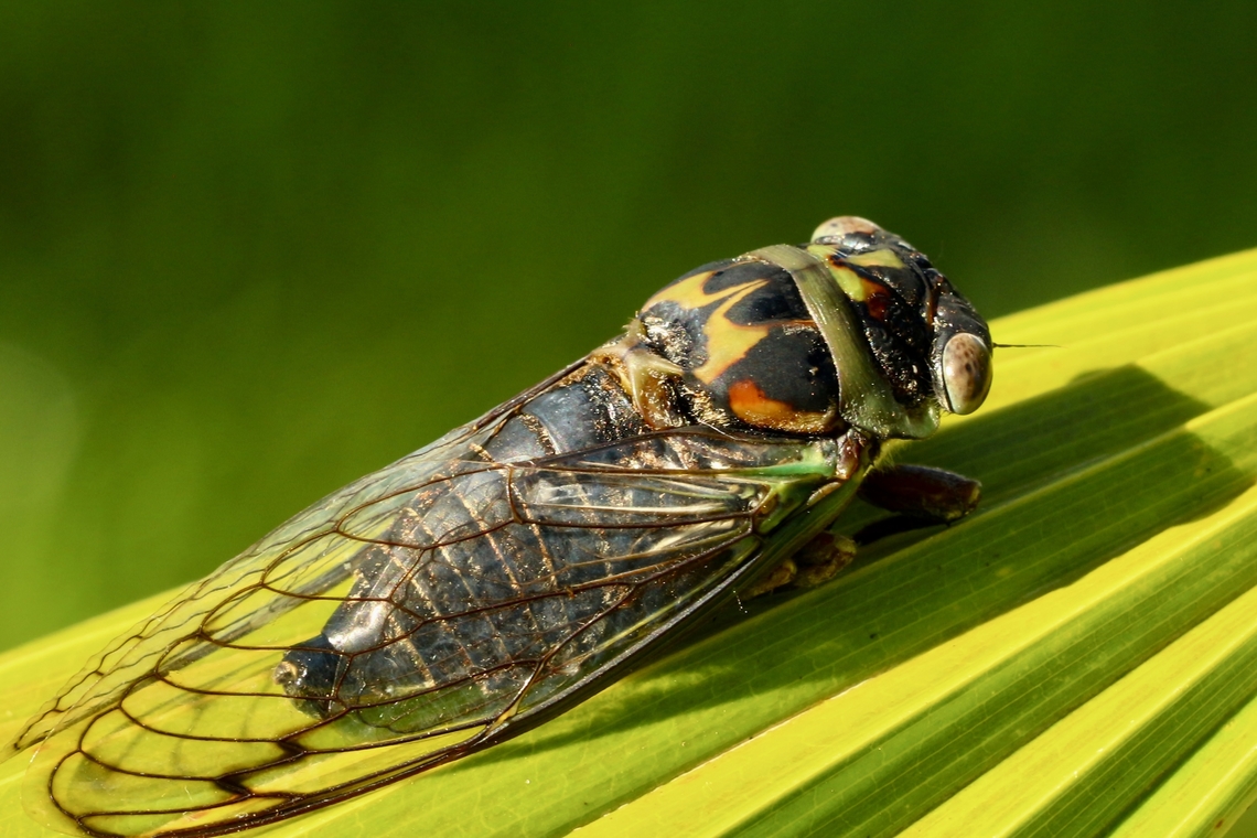 Davis&rsquo;southeastern dog -day cicada - Neotibicen davisi  Davis' southeastern dog-day cicada,Eamw cicadas,Geotagged,Neotibicen davisi,Summer,United States. lichen
