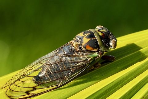 Davis’southeastern dog -day cicada - Neotibicen davisi  Davis' southeastern dog-day cicada,Eamw cicadas,Geotagged,Neotibicen davisi,Summer,United States. lichen